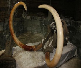 Head of the Yukagir mammoth