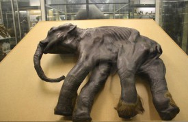 Baby mammoth Dima