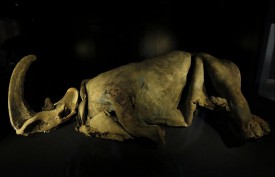 Туша колымского носорога
