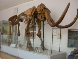 Skeleton of the Churapchinsky mammoth